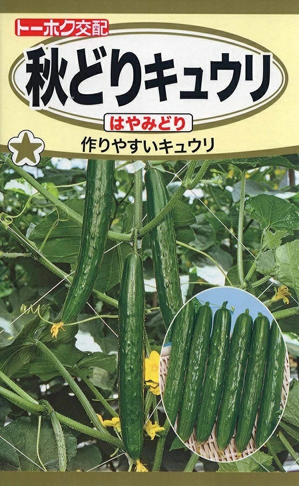 キュウリ　はやみどり
