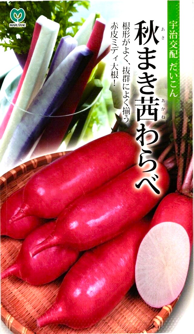 秋まき茜わらべ