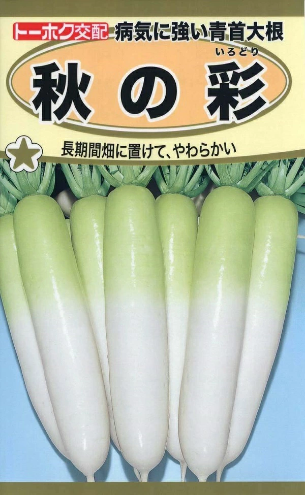 青首大根秋の彩