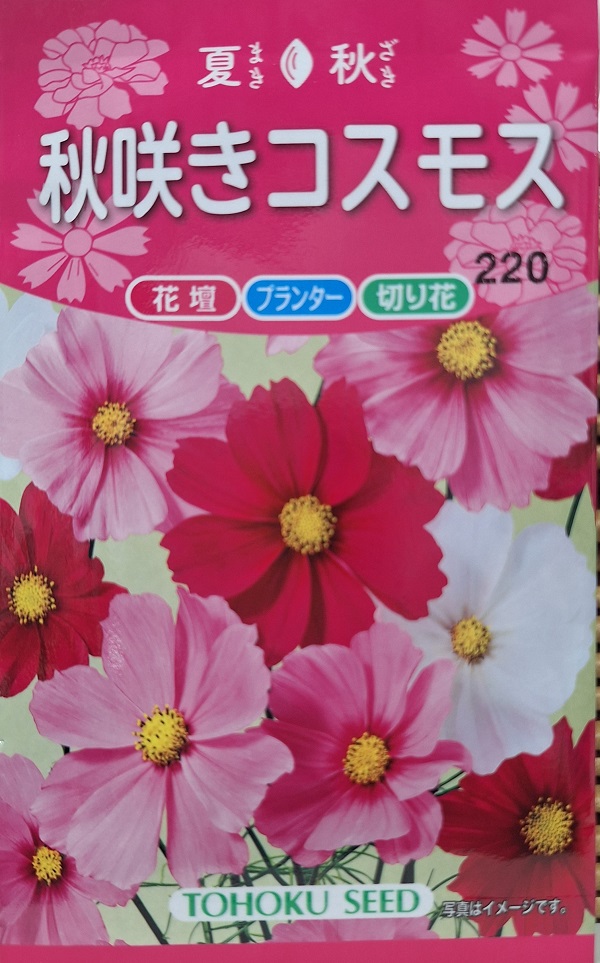 秋咲きコスモス