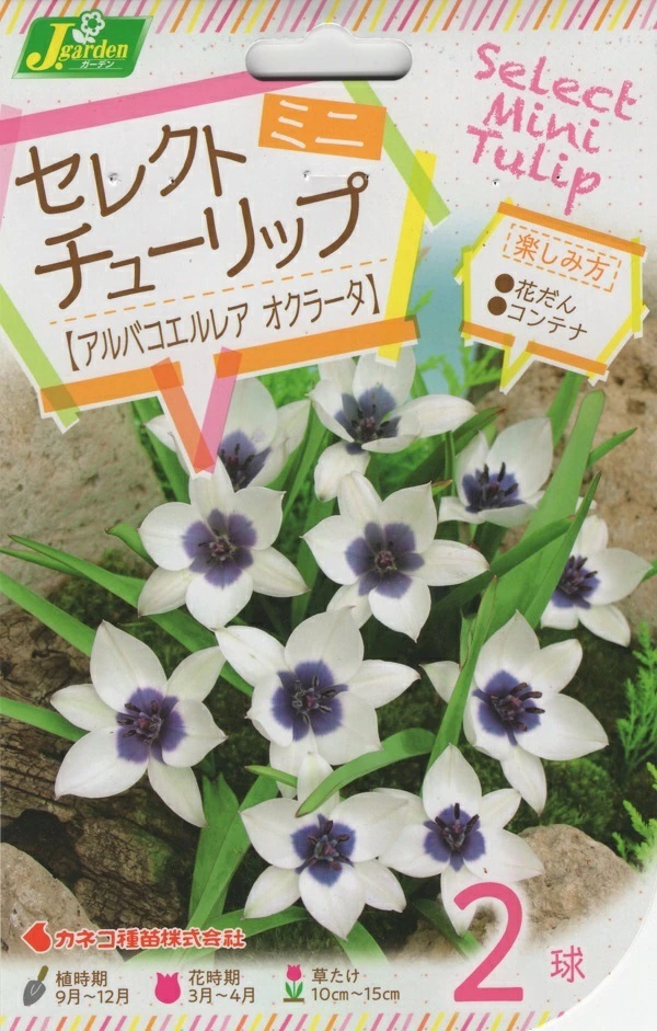 セレクトミニチューリップ アルバコエルレアオクラータ