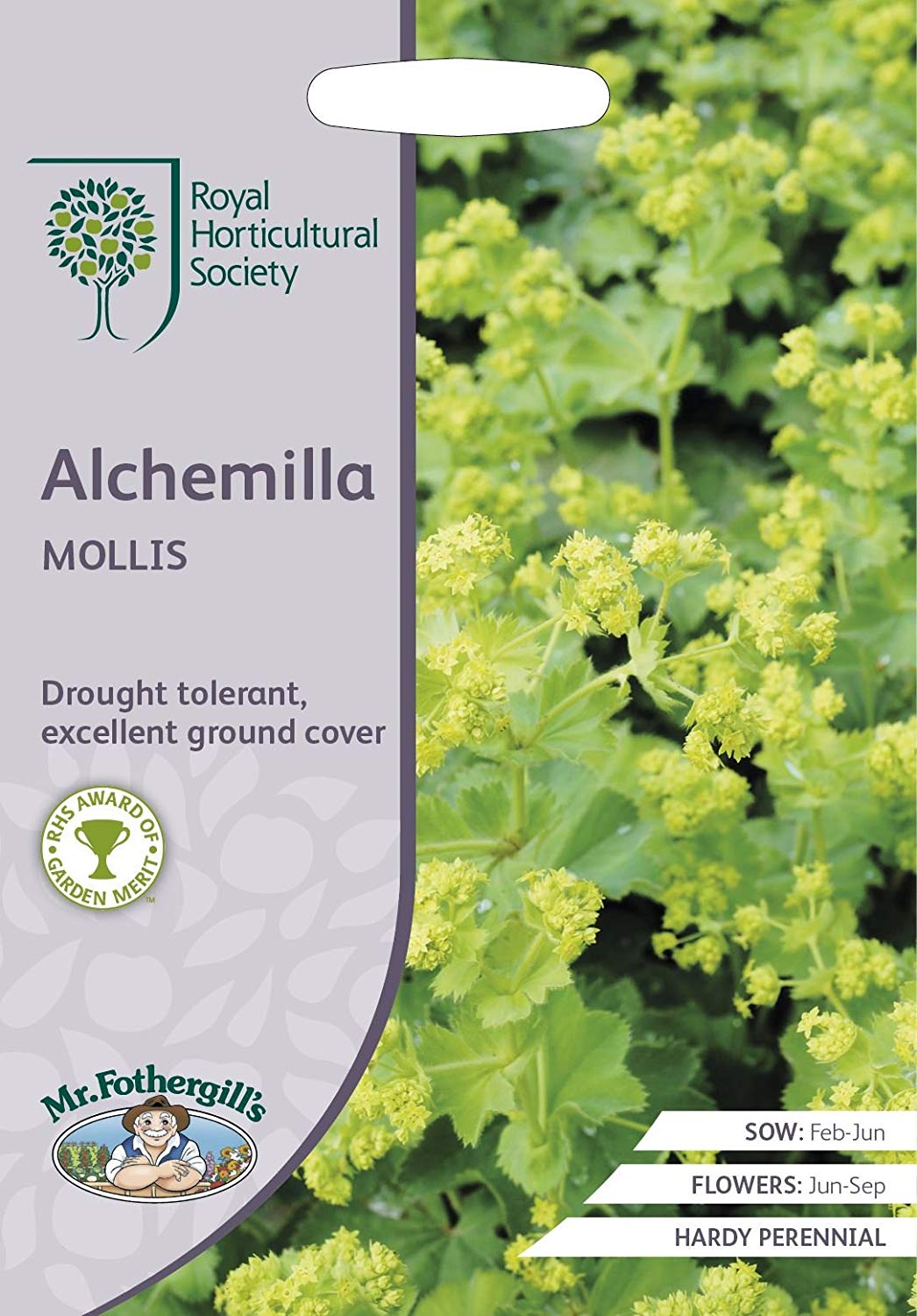 alchemilla mollis