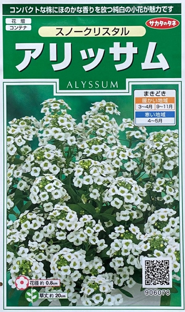 アリッサム スノークリスタル