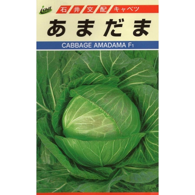 キャベツ あまだま