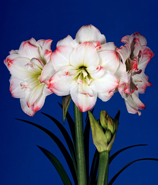 ポットアマリリス 八重咲き プレミアム アマデウスキャンディー