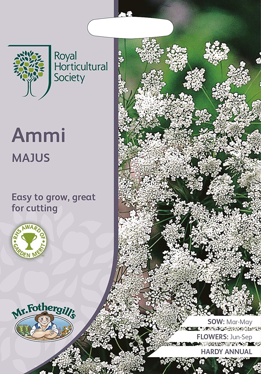 ammi majus