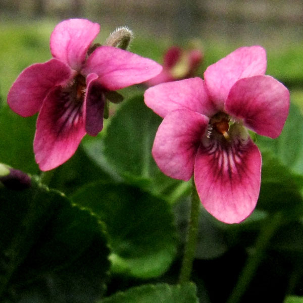 ニオイスミレ　アニー