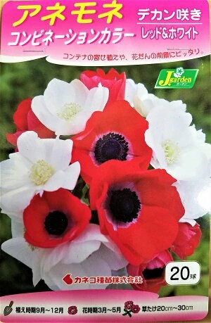 アネモネデカンレッドホワイト