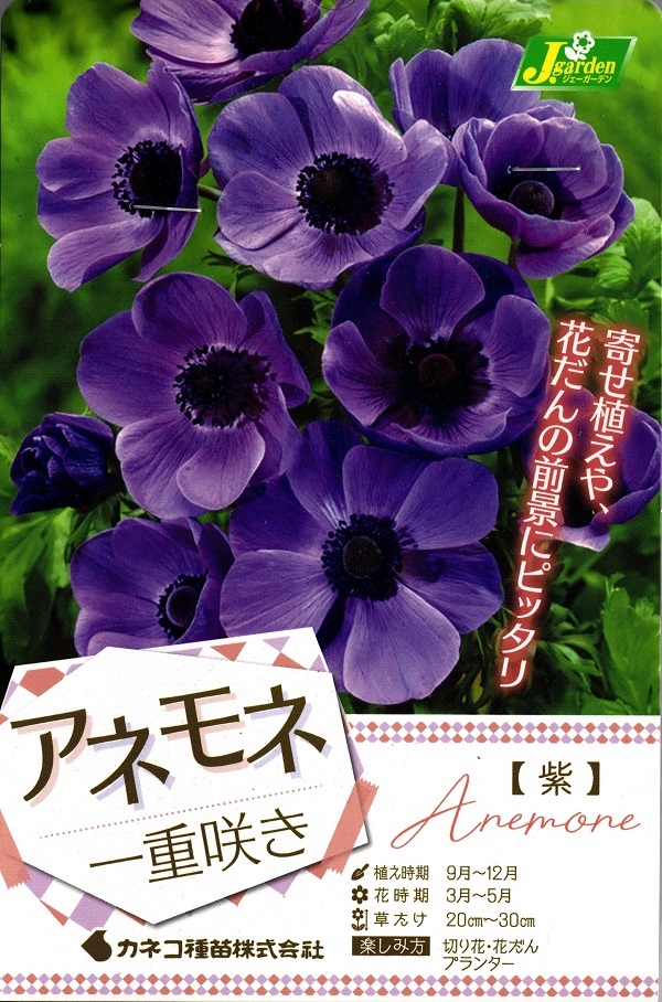 アネモネ一重紫