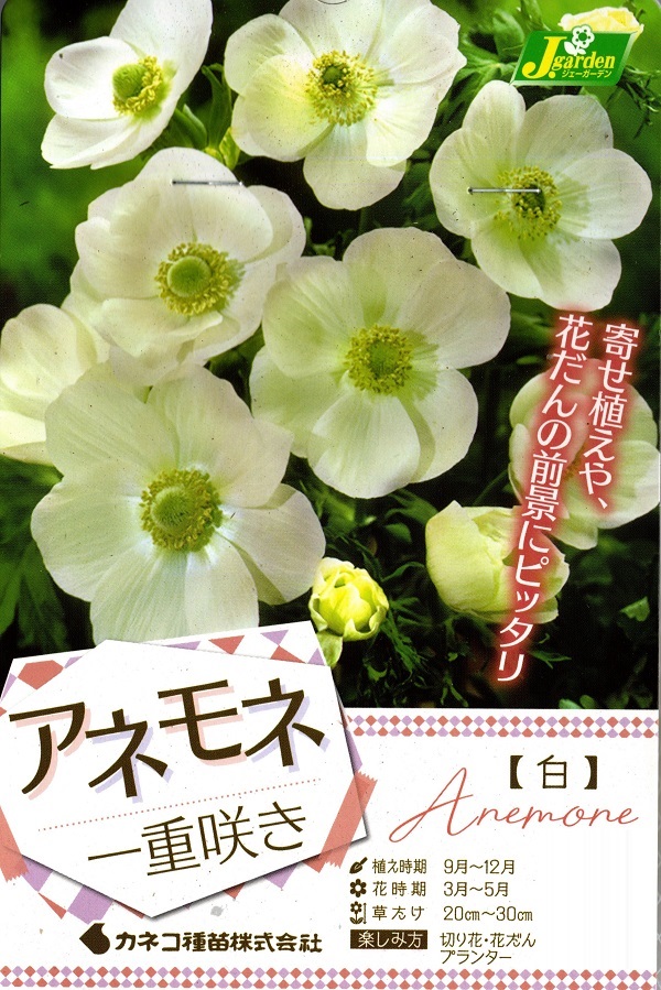 アネモネ一重白