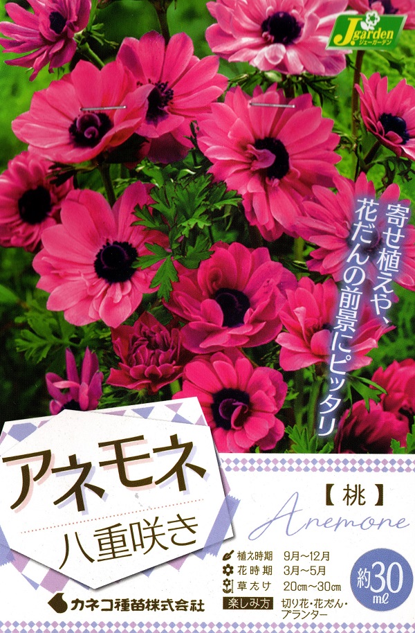 アネモネ八重咲き桃