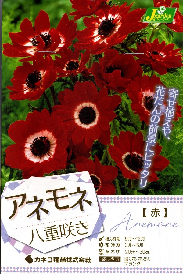 アネモネ八重赤