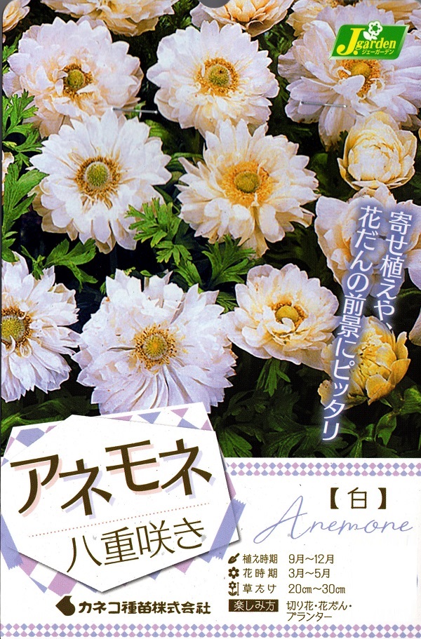 アネモネ八重白