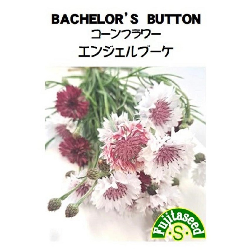 コーンフラワー　エンジェルブーケ