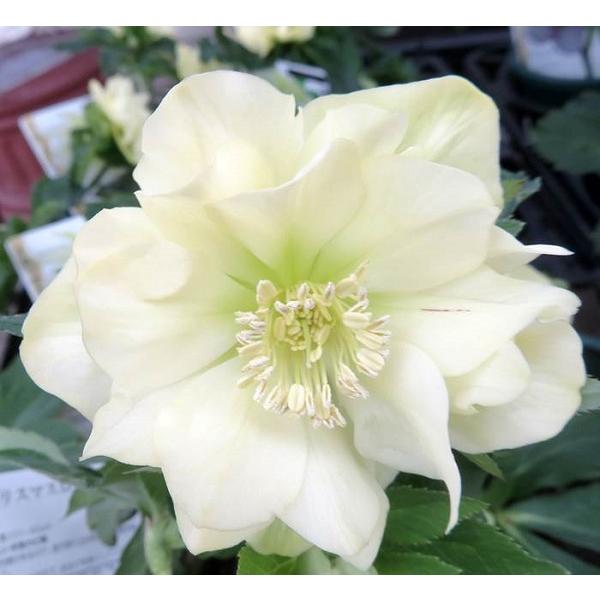 ミヨシのクリスマスローズ アンジェリエ