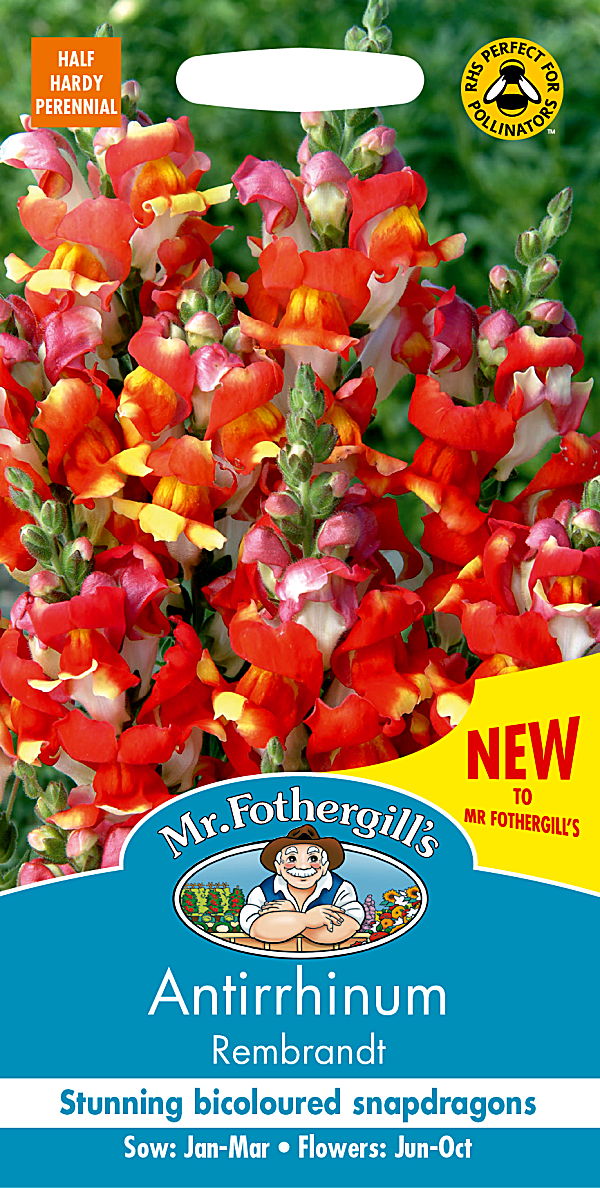 アンチヒナム（金魚草）・レンブラント