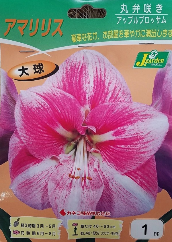 アマリリス 丸弁咲き アップルブロッサム