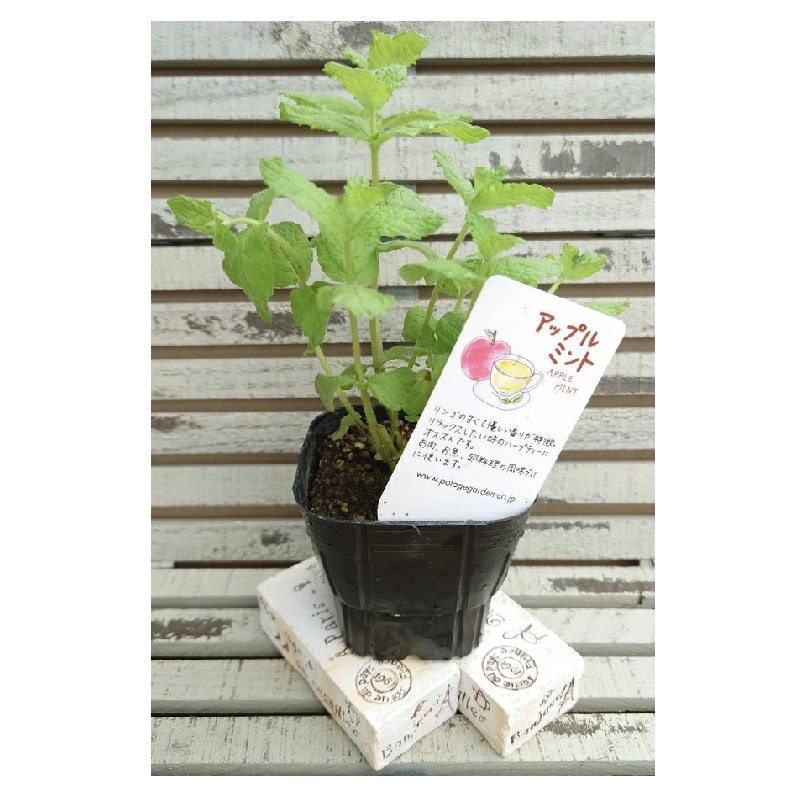 アップルミント