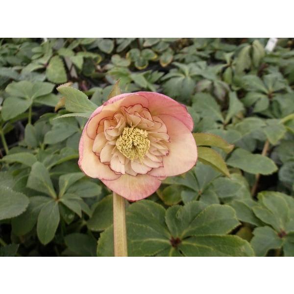 クリスマスローズ アプリコット オーケストラ