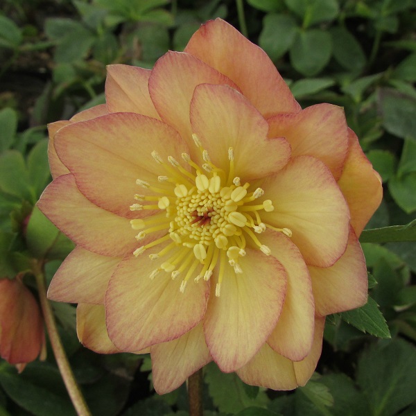 クリスマスローズ　アプリコットジェラート