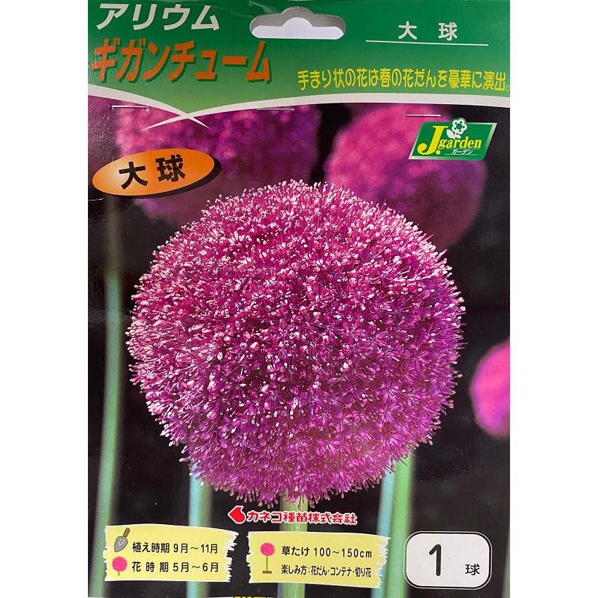 アリウムギガンチューム