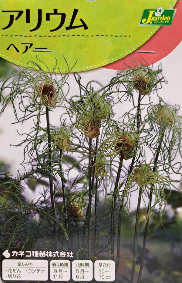 アリウムヘアー