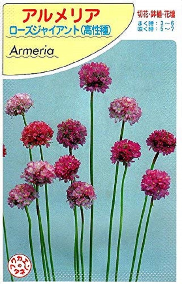 アルメリア ローズジャイアント