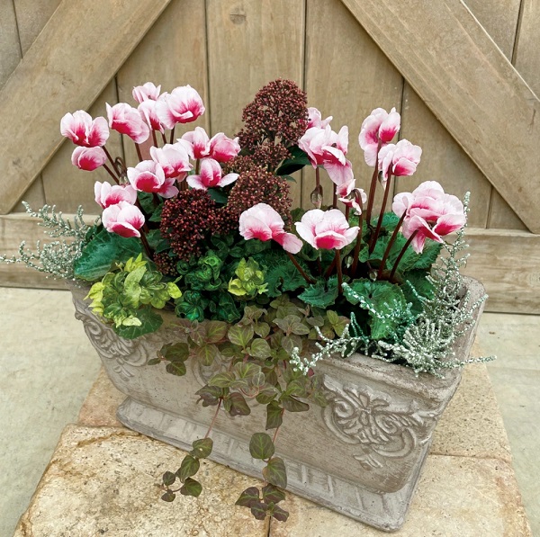 シクラメン アロハ シャインレッ