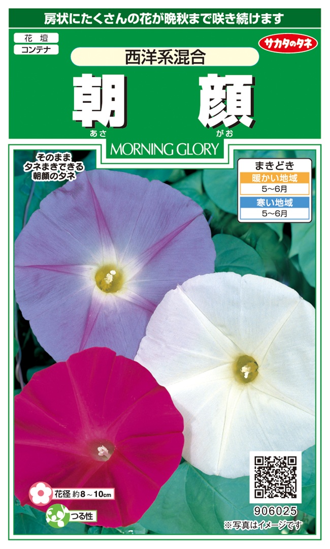 朝顔西洋系混合