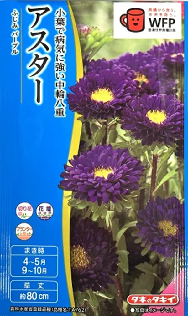 aster-fujimipurple