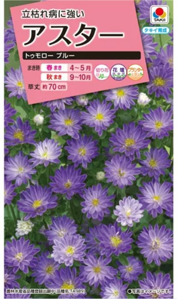 aster-tomorrow-blue1