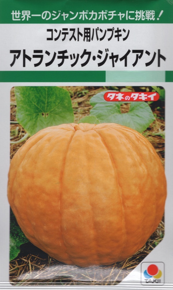 野菜種子 コンテスト用パンプキン アトランチック・ジャイアント