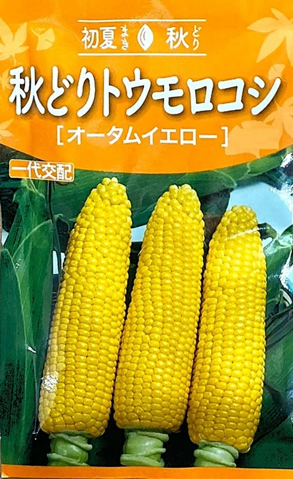 トウモロコシ　オータムイエロー