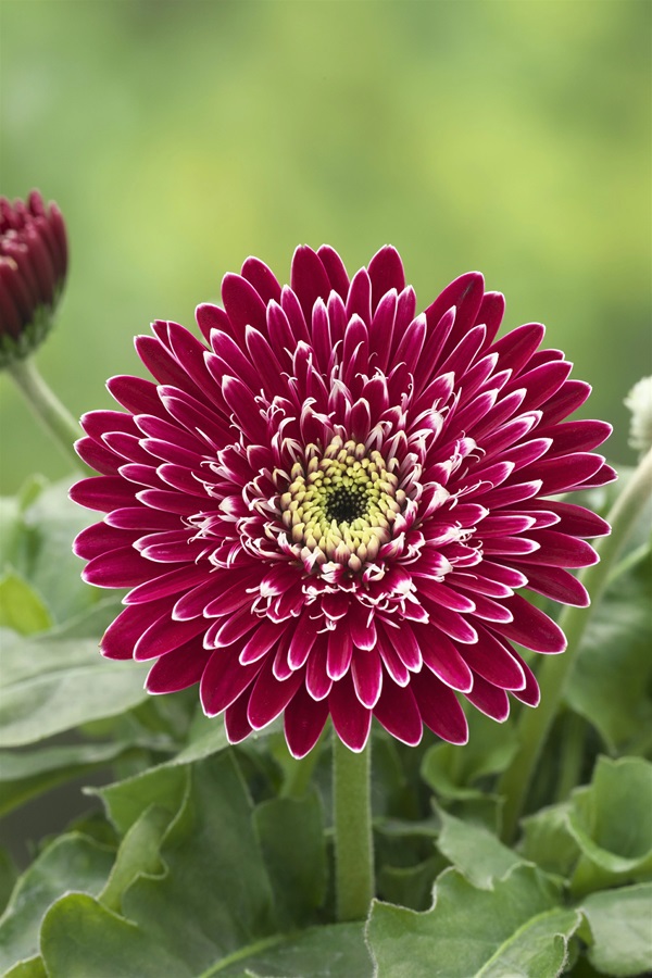 ガーベラ　ガルビネア　マジェスティック　バーガンディ