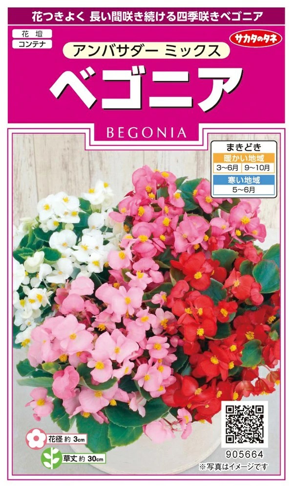 ベゴニア　アンバサダーミックス