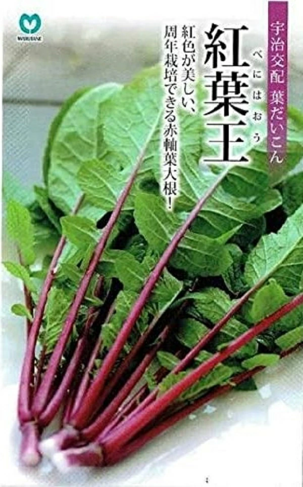 葉ダイコン　紅葉王
