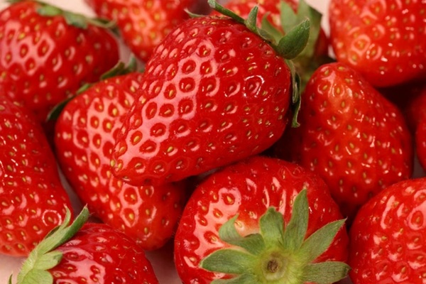 野菜苗 いちご 紅ほっぺ 9cmポット1苗 農林水産省品種登録 登録番号 第