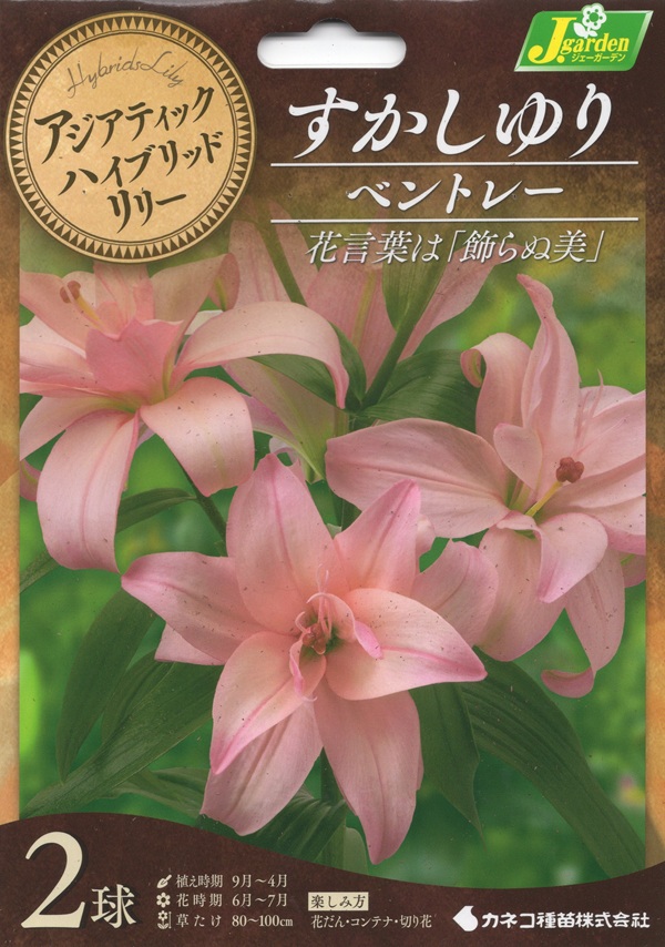 八重咲すかしゆり ベントレー