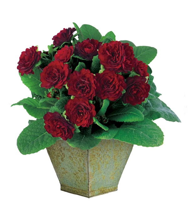 プリムラ ベラリーナ バレンタイン