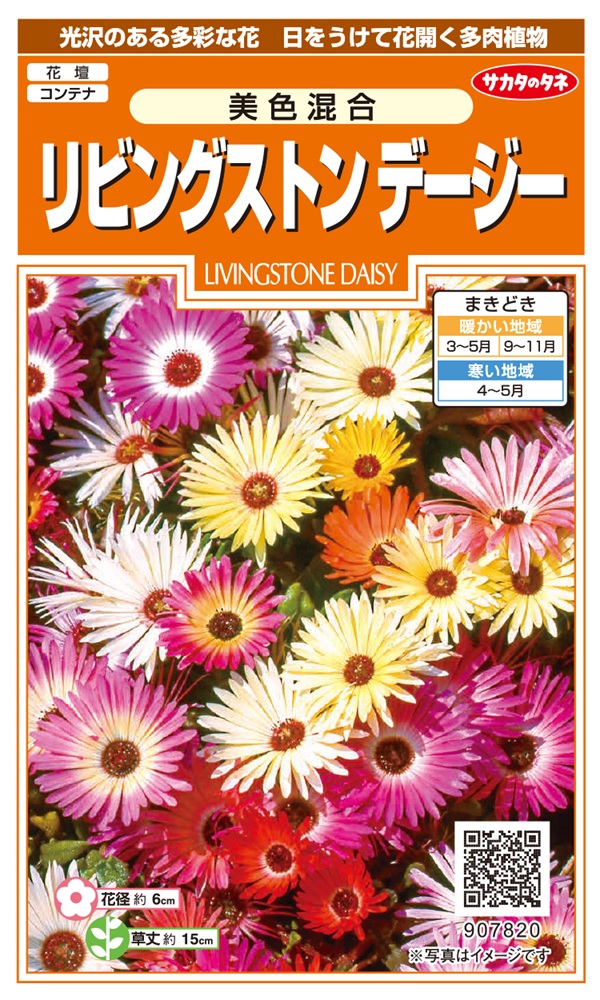 リビングストンデージー美色混合