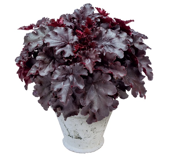 ビターショコラ