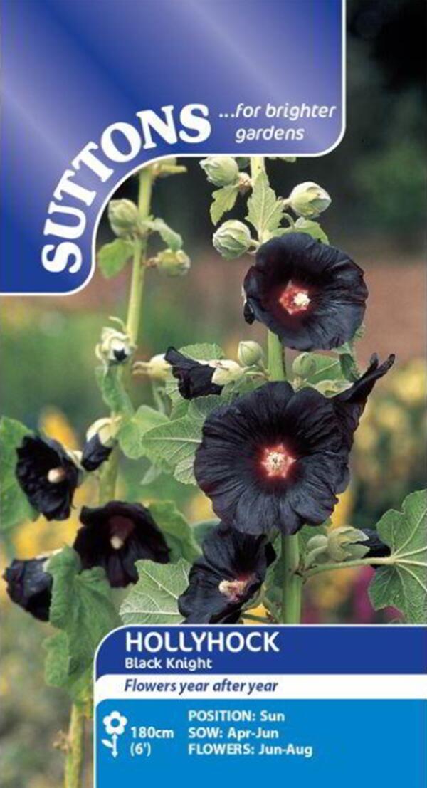 ホリホックブラックナイト