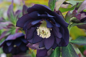 【花苗】ミヨシのクリスマスローズ ブラックスワン 9cmポット 1苗