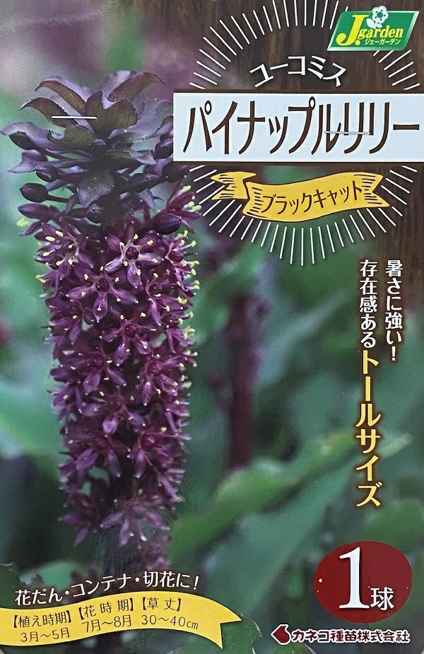 パイナップルリリー ブラックキャット
