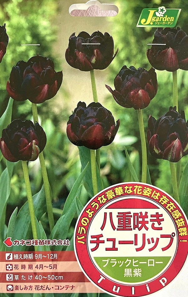 八重咲きチューリップ ブラックヒーロー