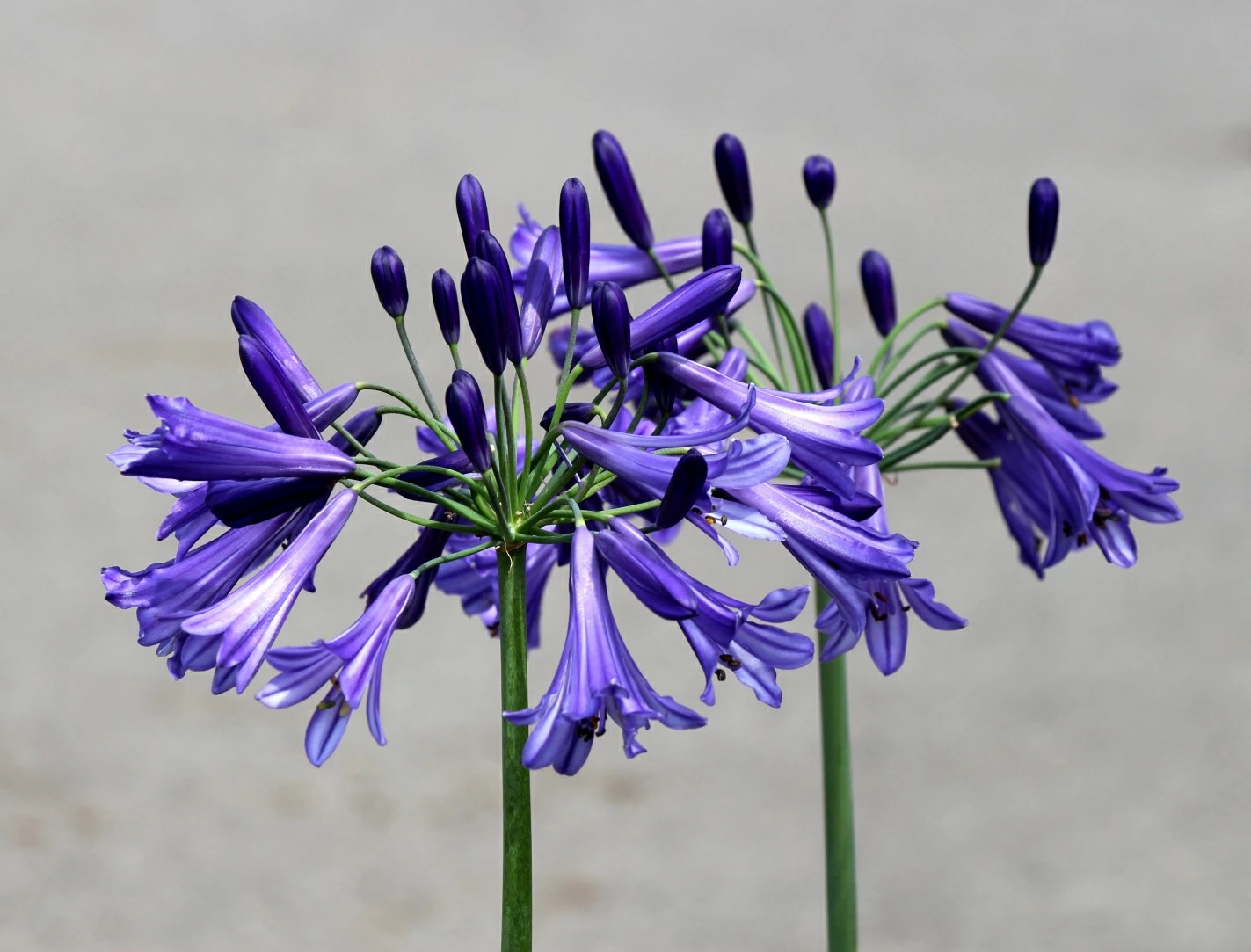 アガパンサスブラックパンサー