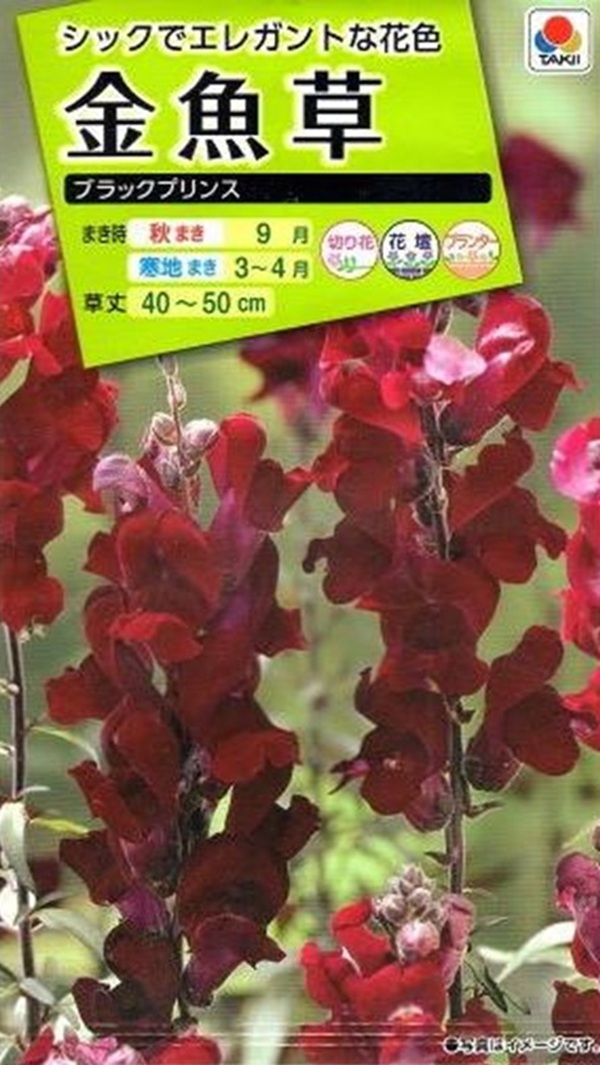 金魚草 ブラックプリンス