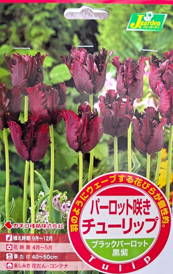 パーロット咲きチューリップ ブラックパーロット