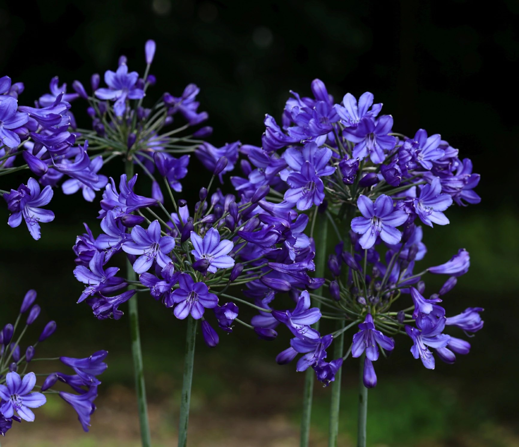 アガパンサス ブリッツプレステージ