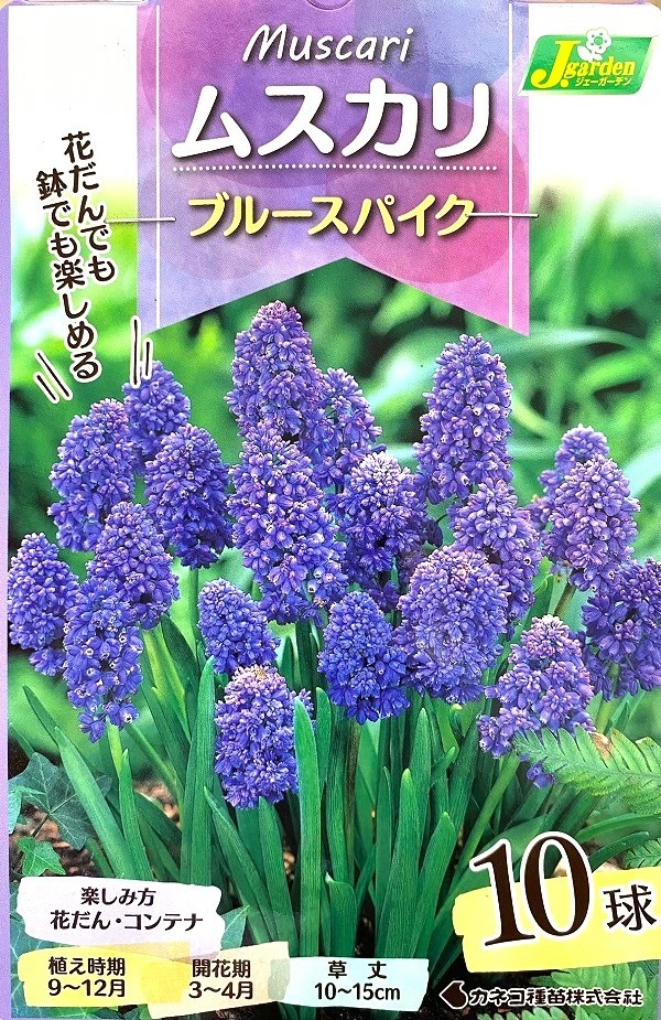 ムスカリ　ブルースパイク